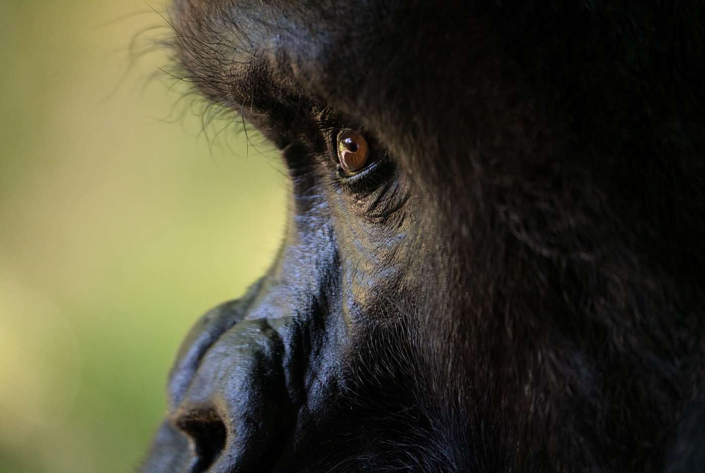 Close up side profile of a gorilla's face with a blurry green background
