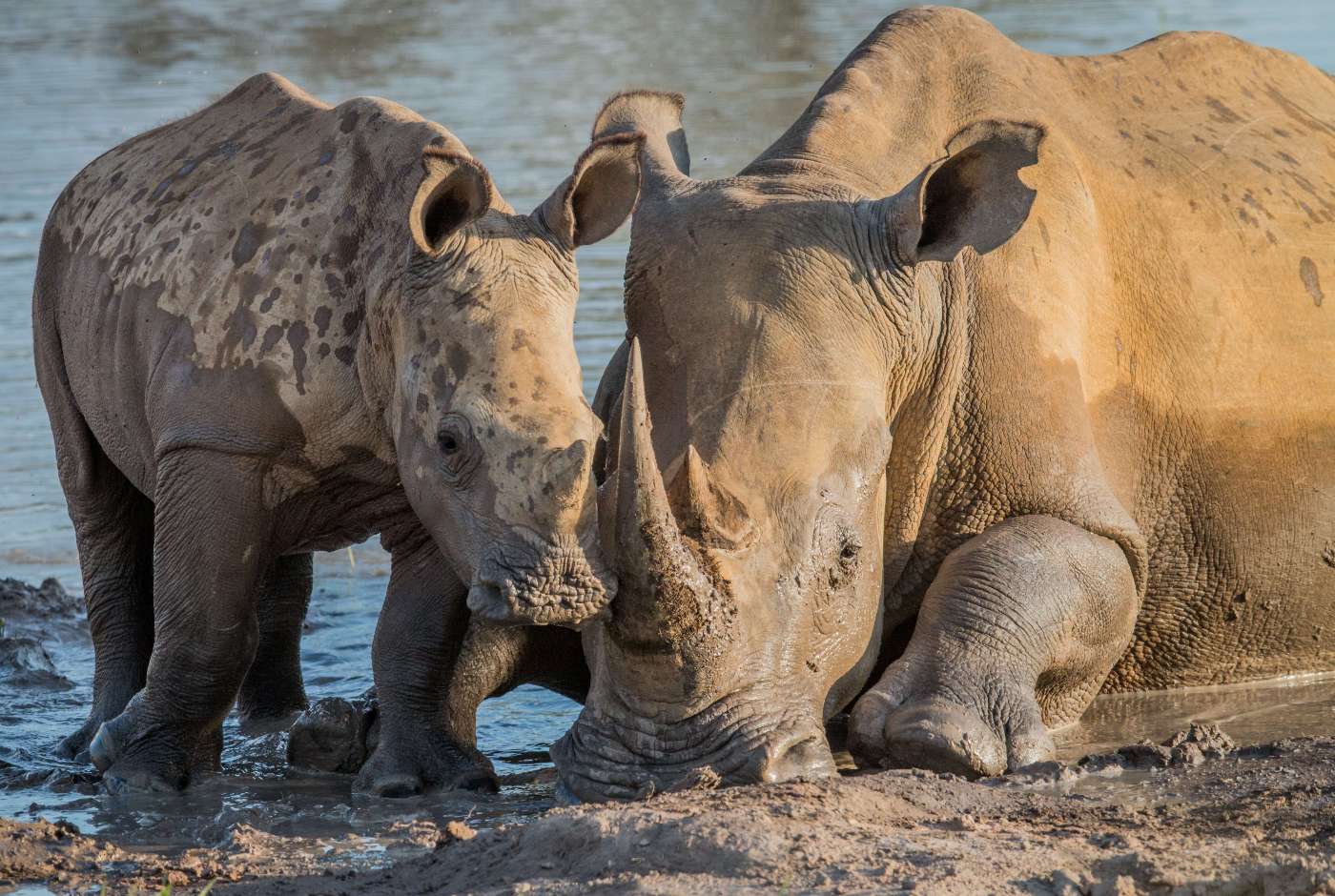 A baby rhino plays with its parent in the mud with water in the background
